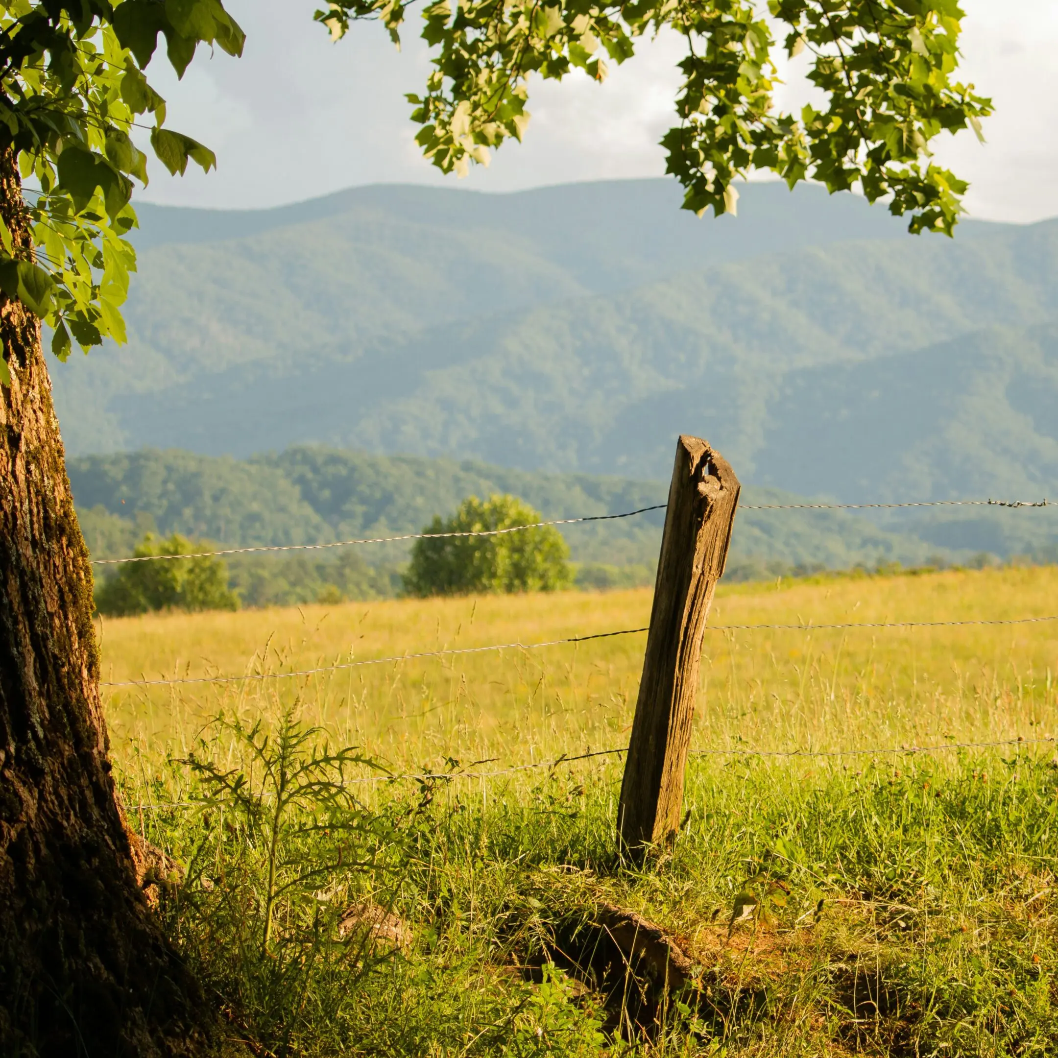 Brown Wooden Post on Grass copy