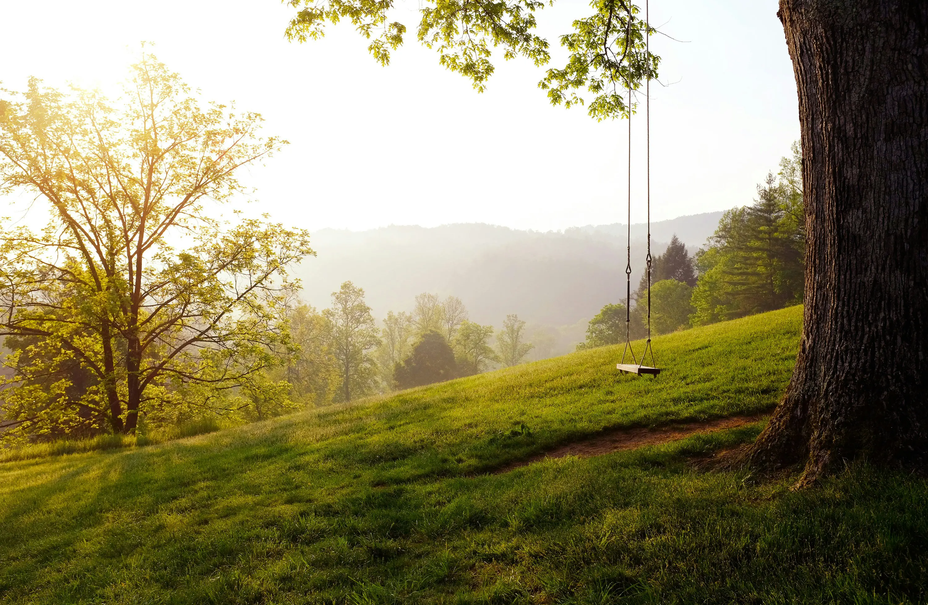 Tree Swing Daytime Photo