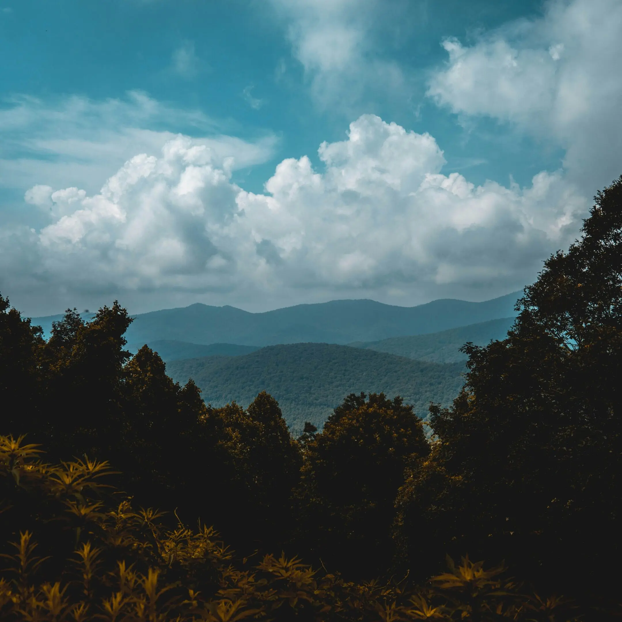 Black Balsam Knob Trees square
